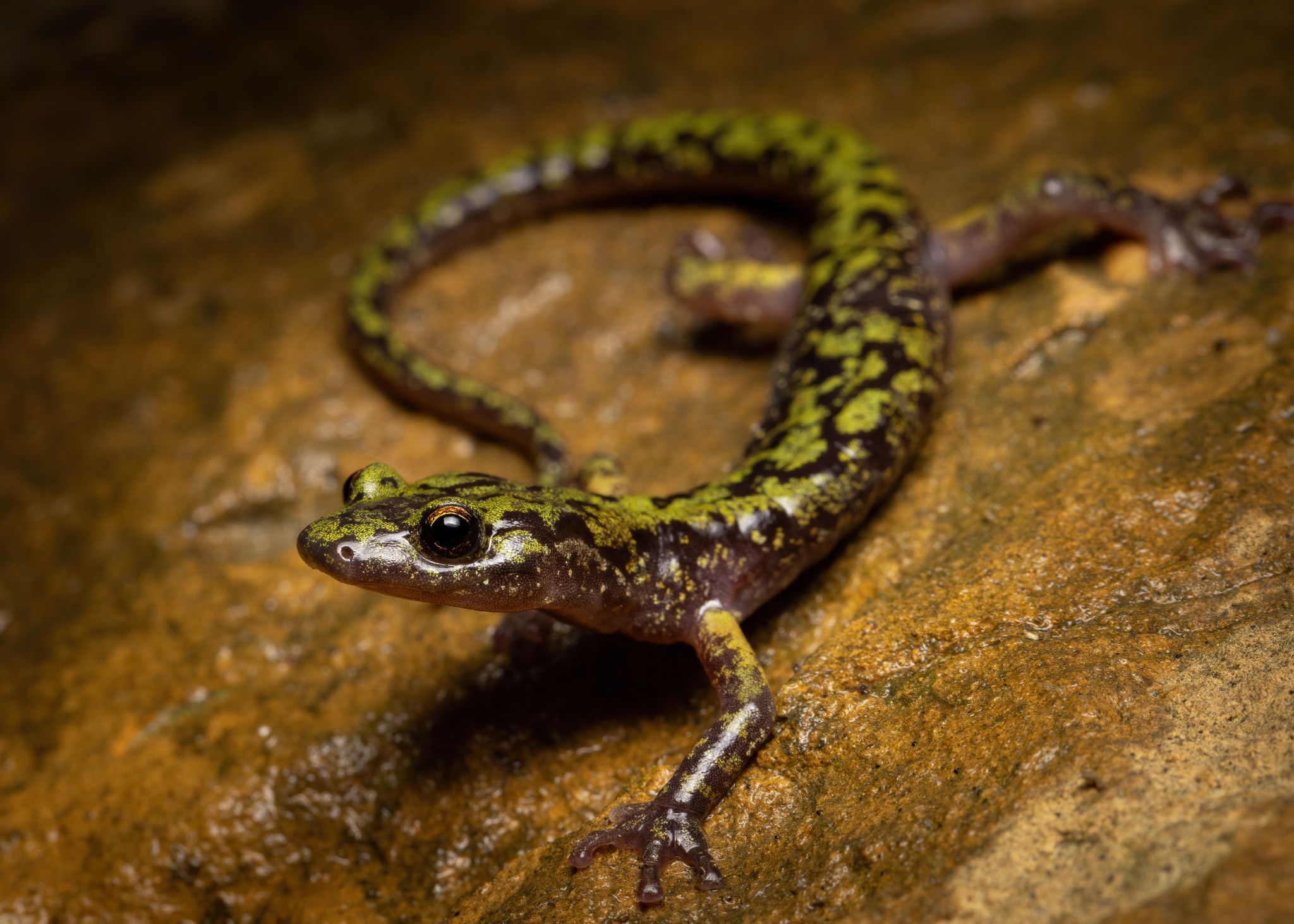 Green salamander 2